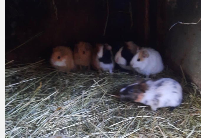 Morčátka k prodeji