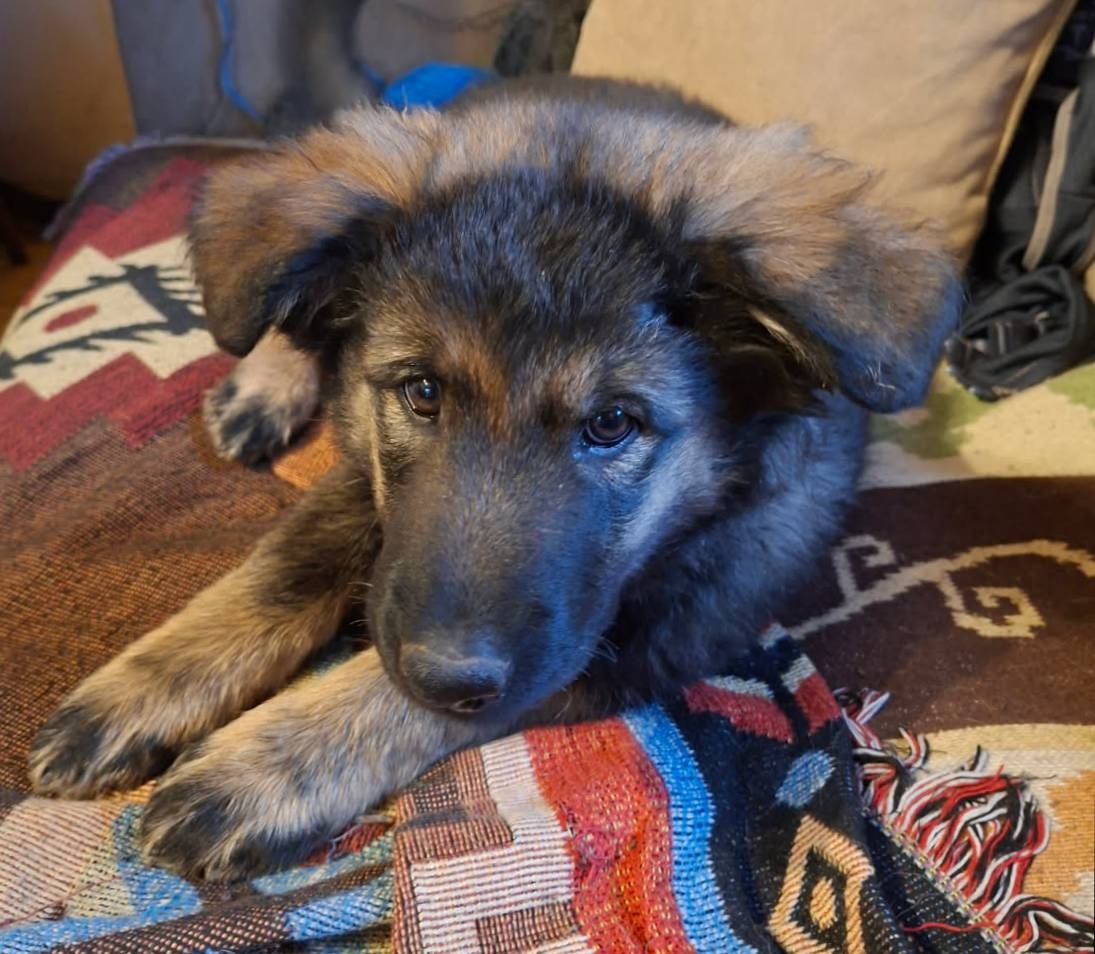 Prodám štěňata německého ovčáka