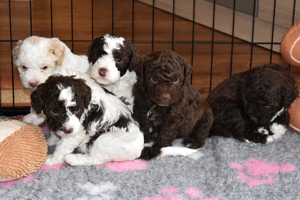 Lagotto Romagnolo s PP FCI