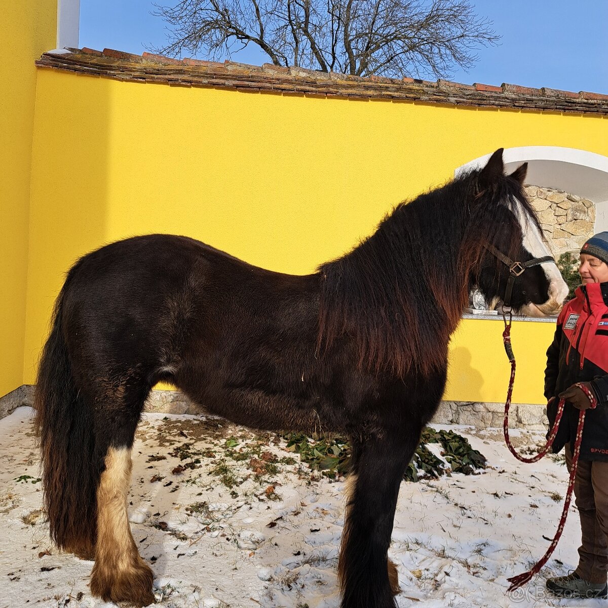 Irsky Cob