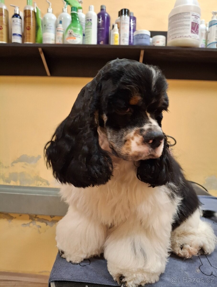 Americký kokršpaněl