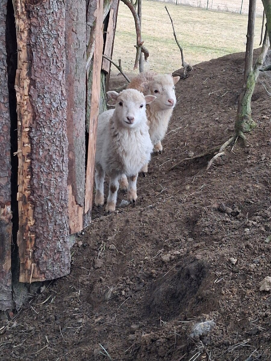 Jehnička ovce skudde