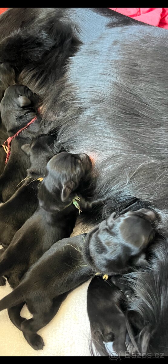Flat coated retriever