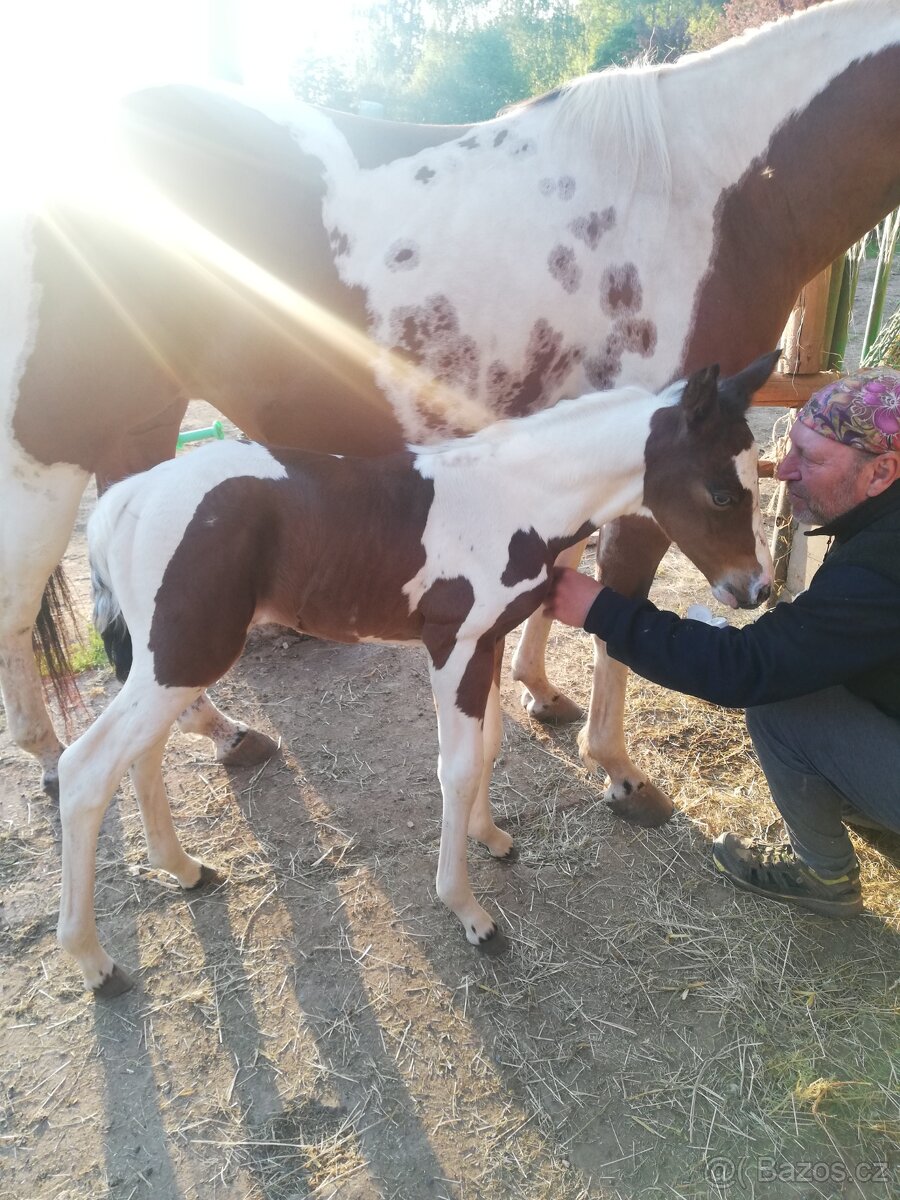 Připouštění homozygot. hřebci APH a Appaloosa
