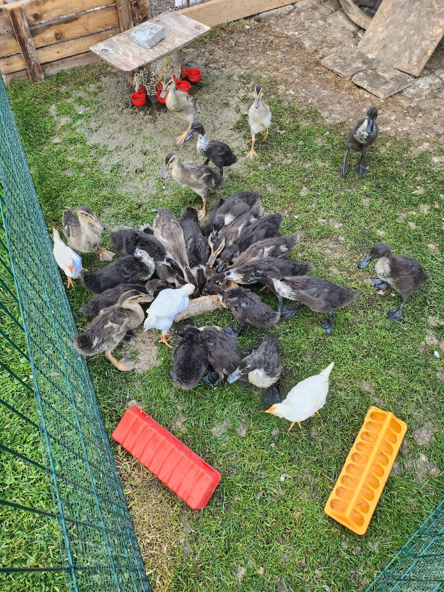 Indický běžec
