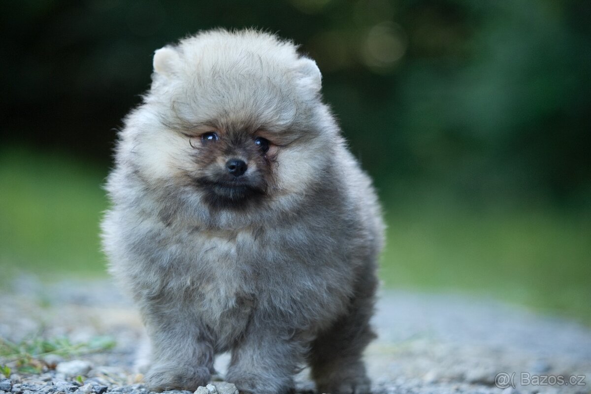 Pomeranian s PP