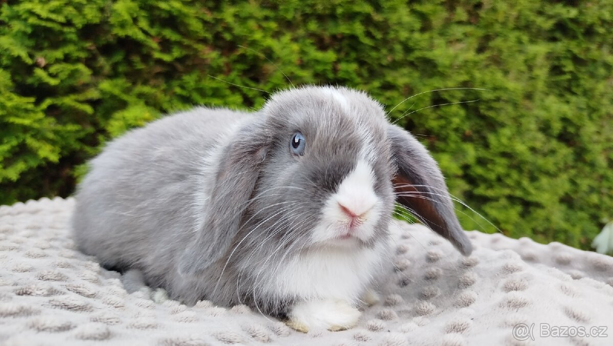 Zakrslý beránek, králíček, králík - HEIDY