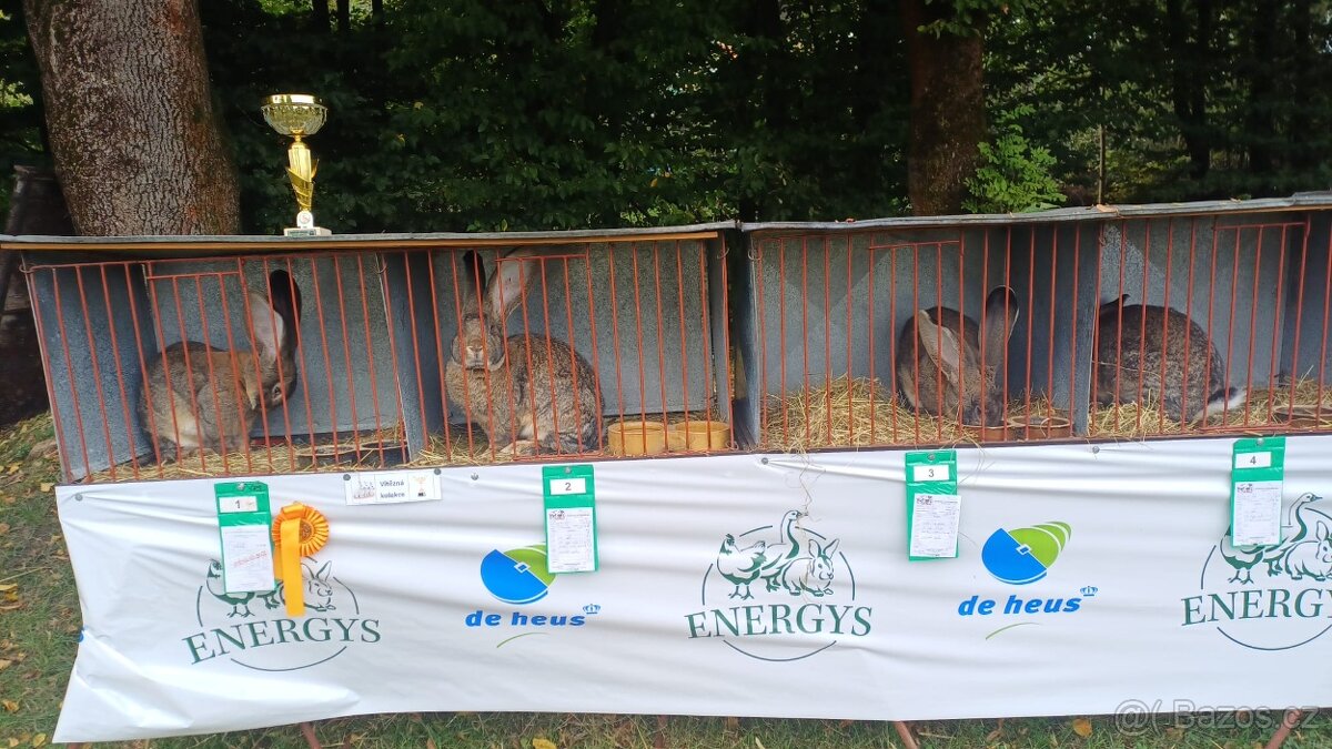 Belgický obr - samci