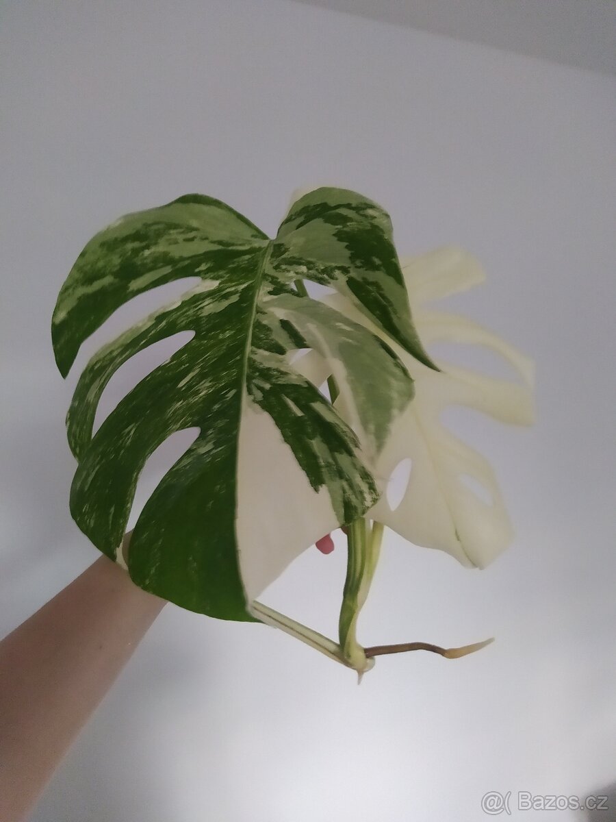 Monstera Albo Variegata