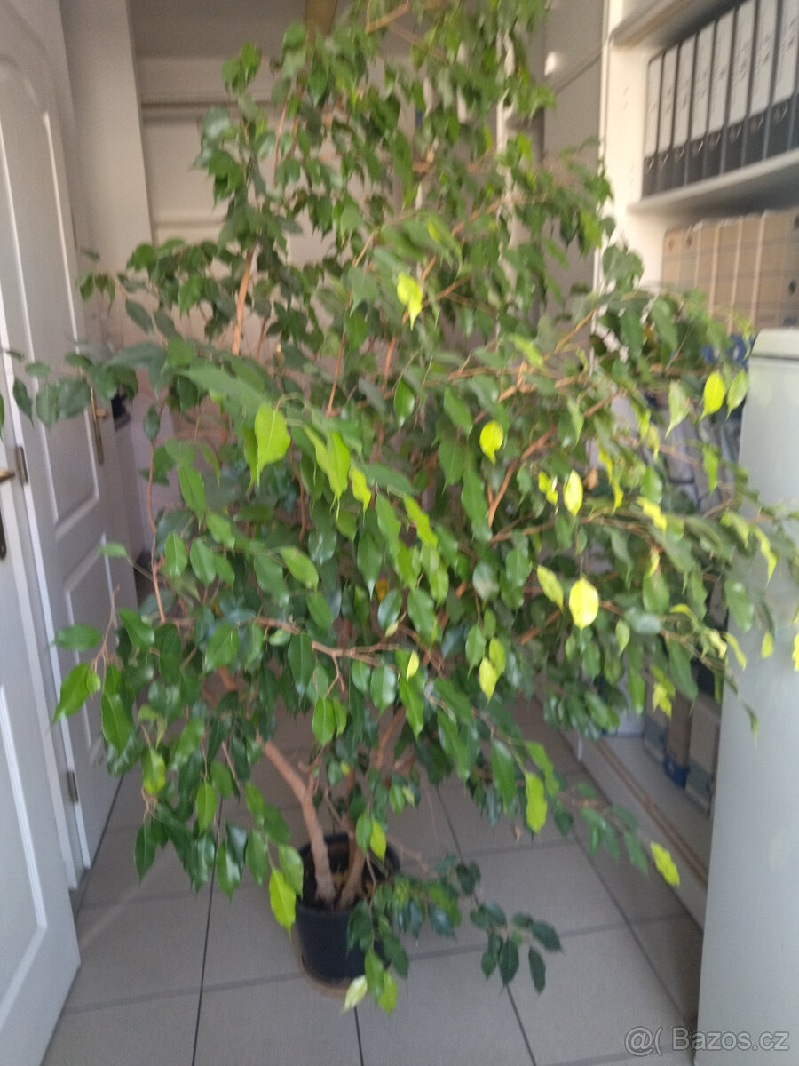 Ficus Benjamin