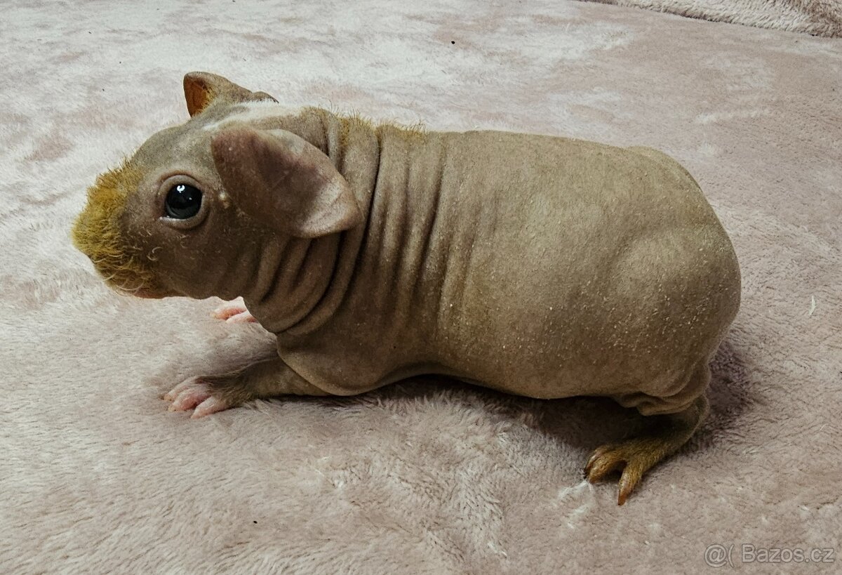 Skinny morče samec s PP