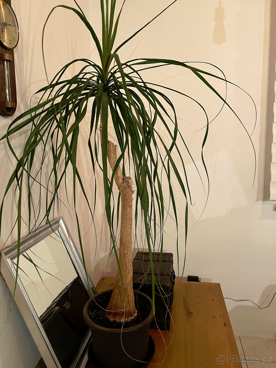 Pokojová rostlina - nolina