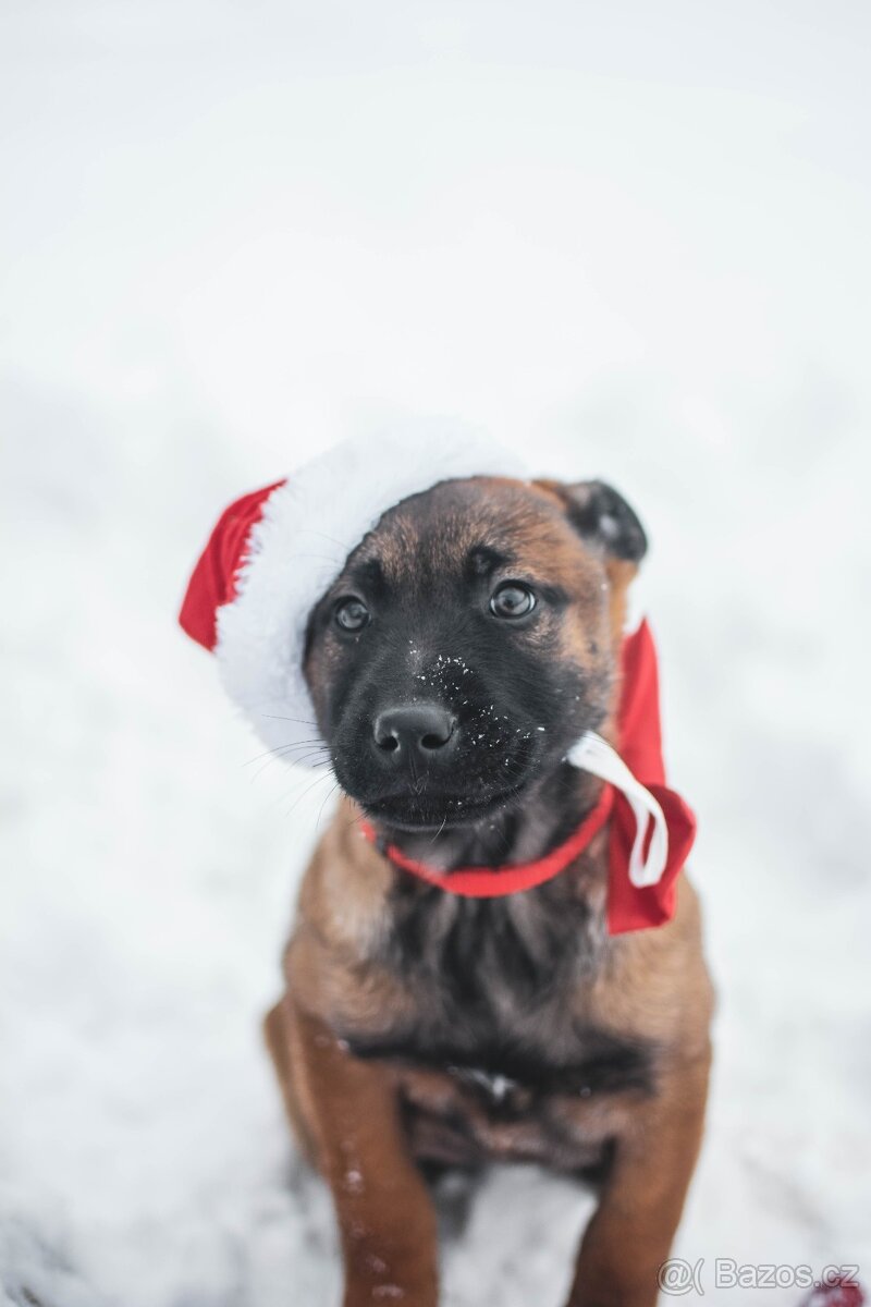 Šteniatka belgický ovčiak s PP