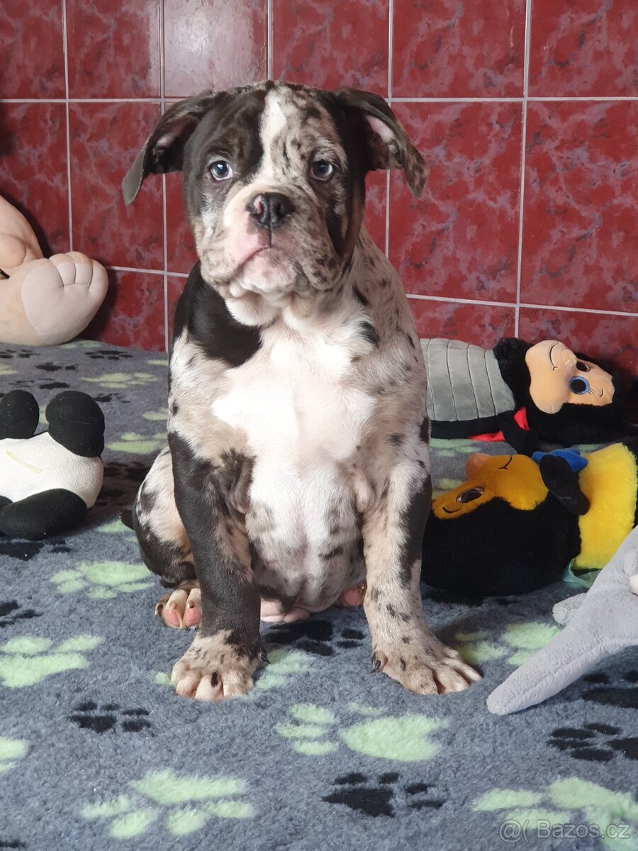 Staroanglicky buldok s PP buldok