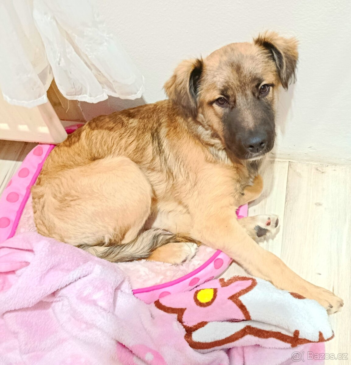 Prodám štěňátko