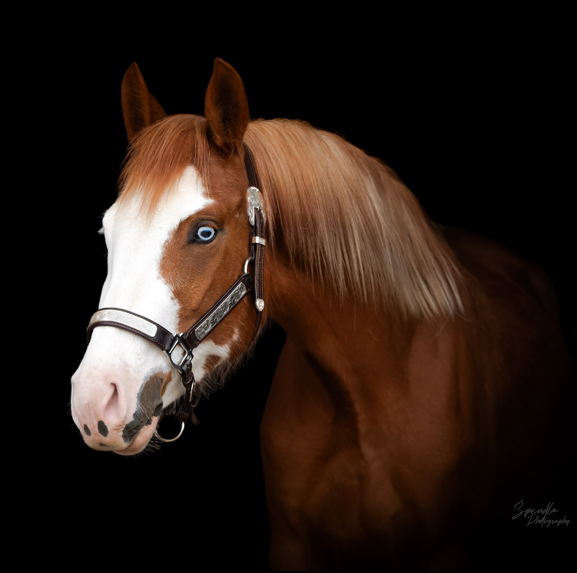 Nadějná klisna APH