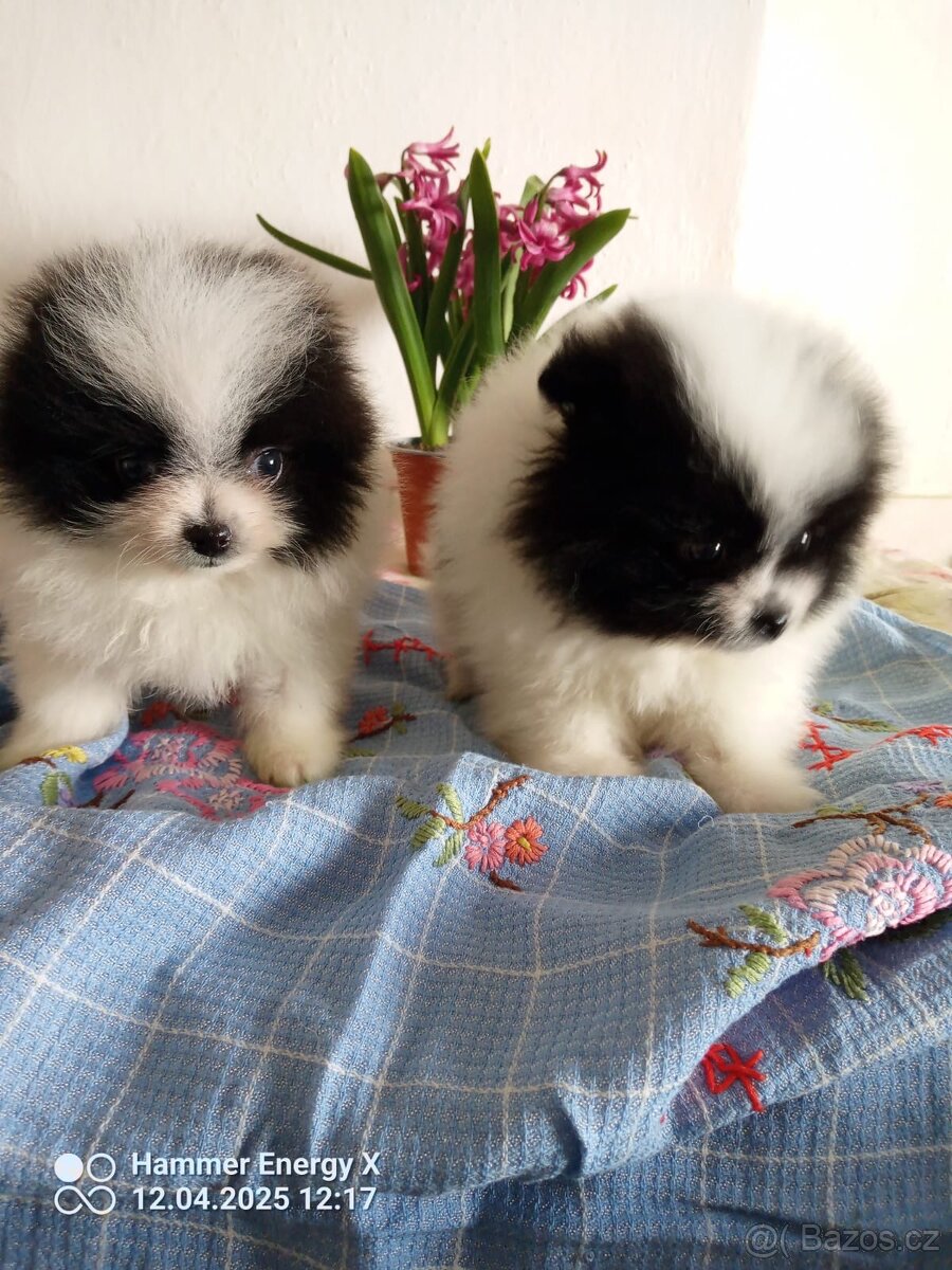 pomeranian