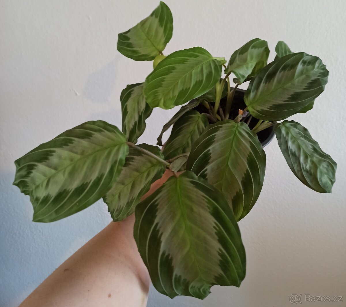 Maranta silver band