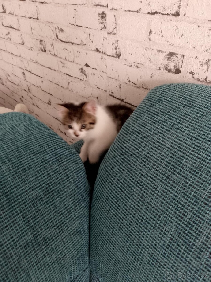 Koťátko