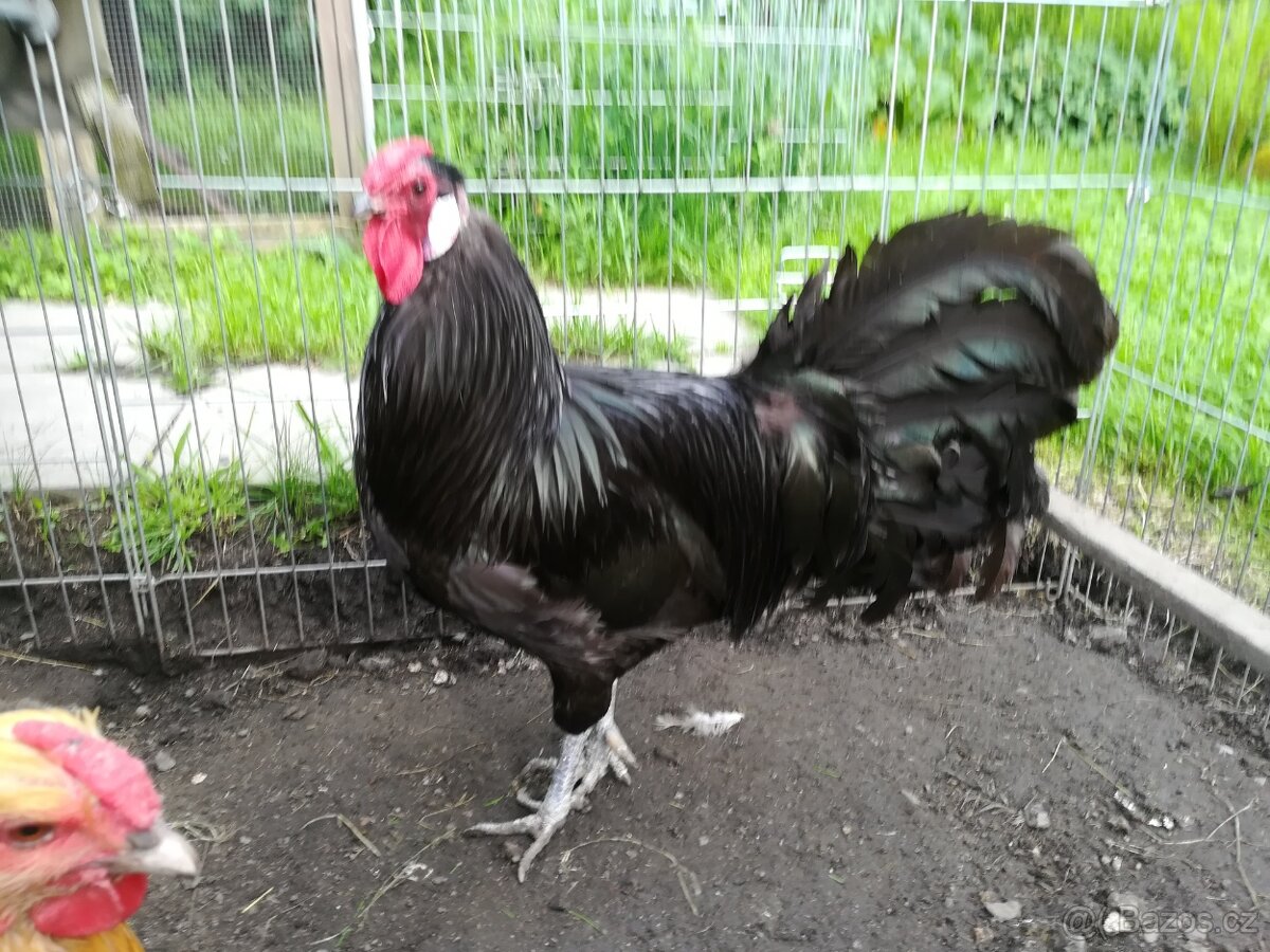 Násadová vejce černých rýnských slepic