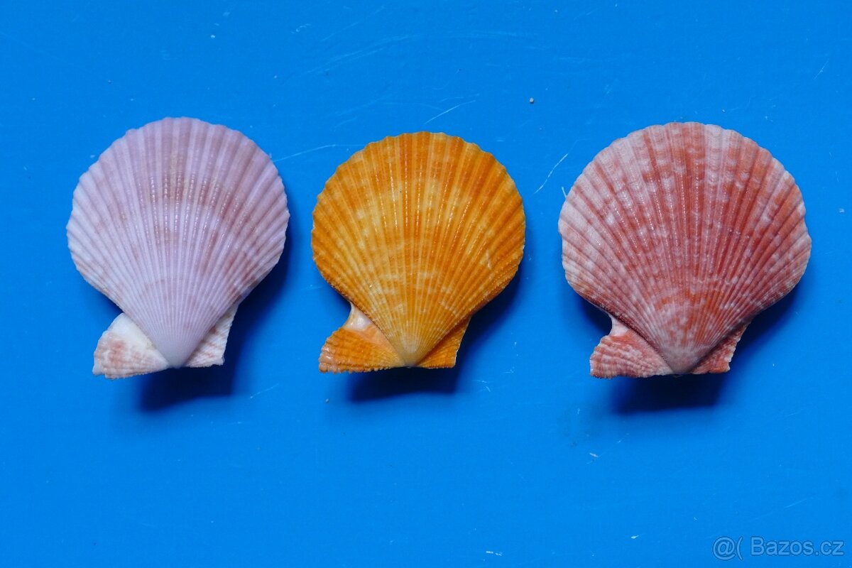 Chlamys senatorius