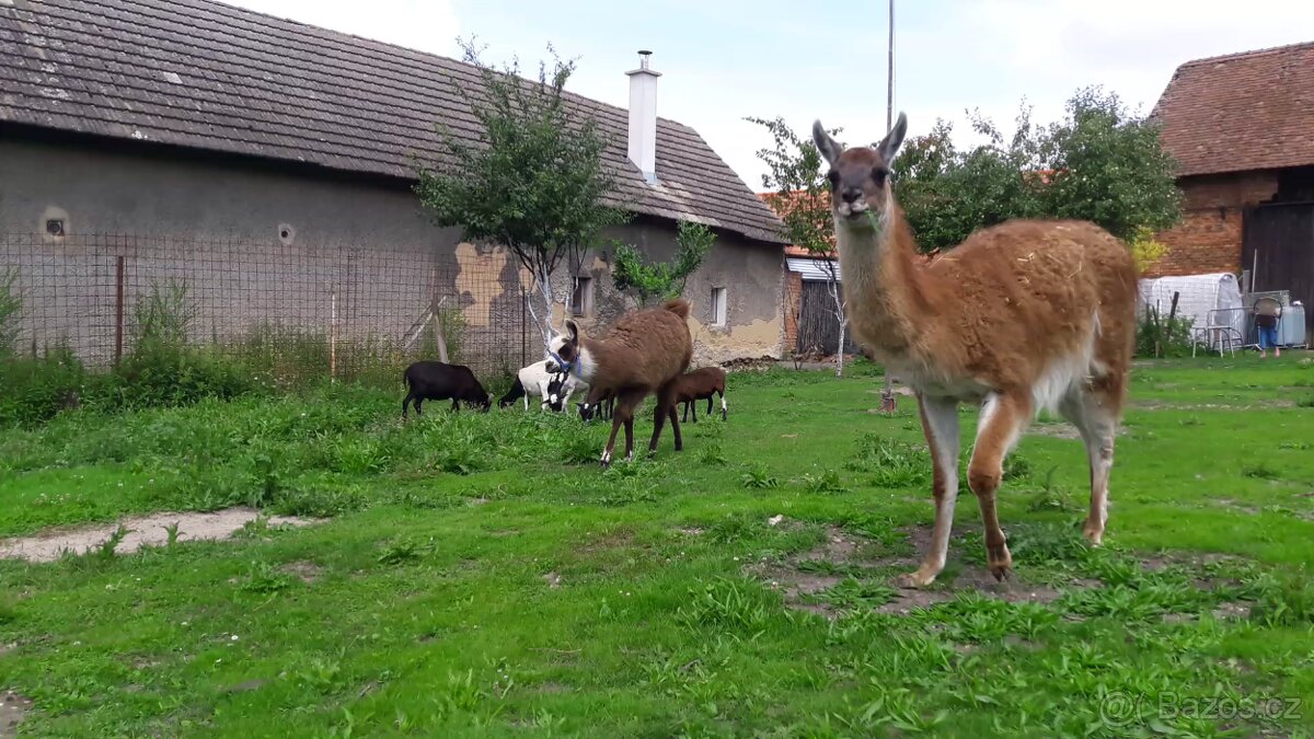 Lama Krotka