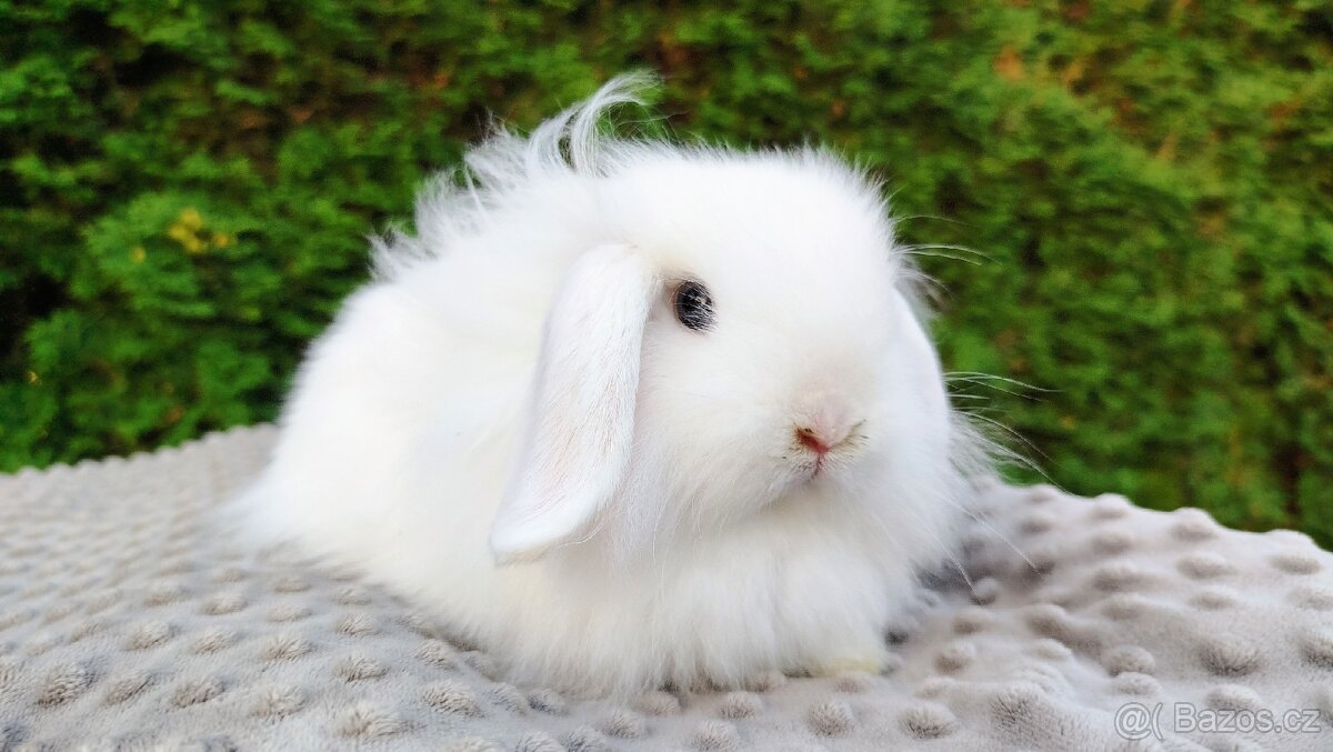 Zakrslý beránek, králíček, králík - ŠMUDLINKA
