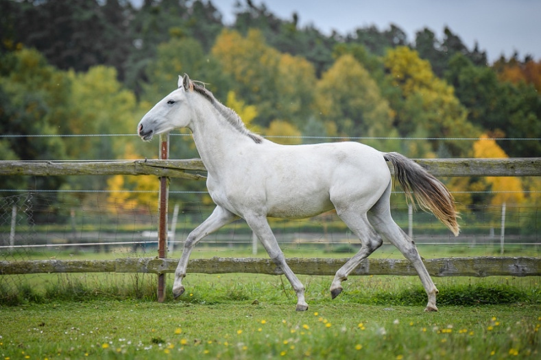 Perspektivní Lusitano klisna