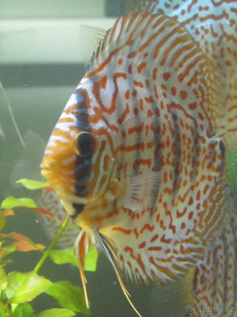 Profesionální léčivo Prazi-Q-Hexamita 50ml terčovci skaláry