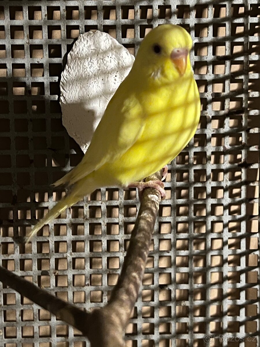 Andulka vlnkovaná lutino - samička