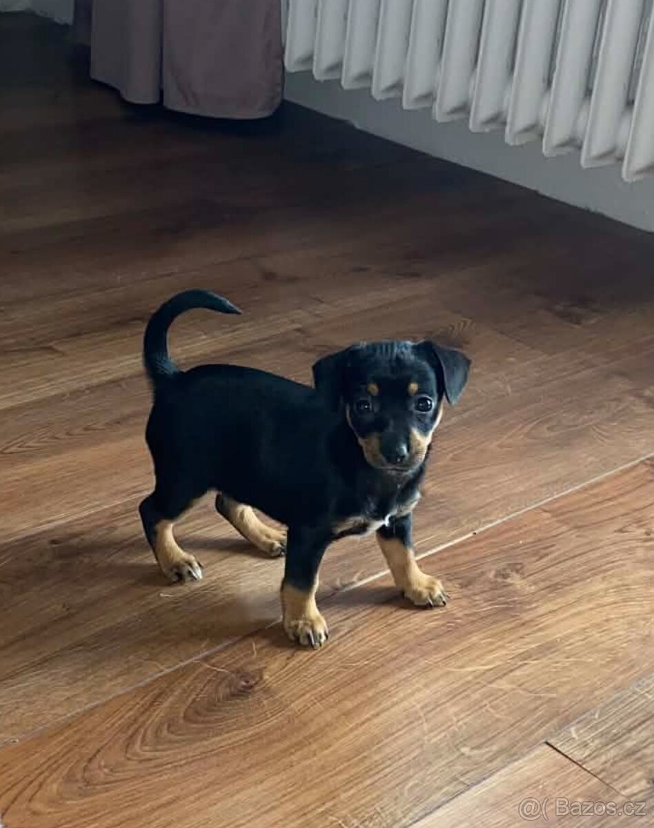 Štěně pražský krysařík