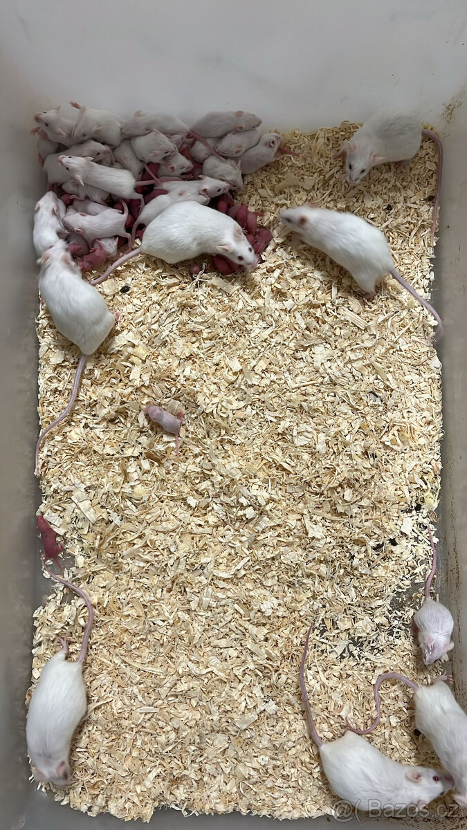 Myši - živé, mražené