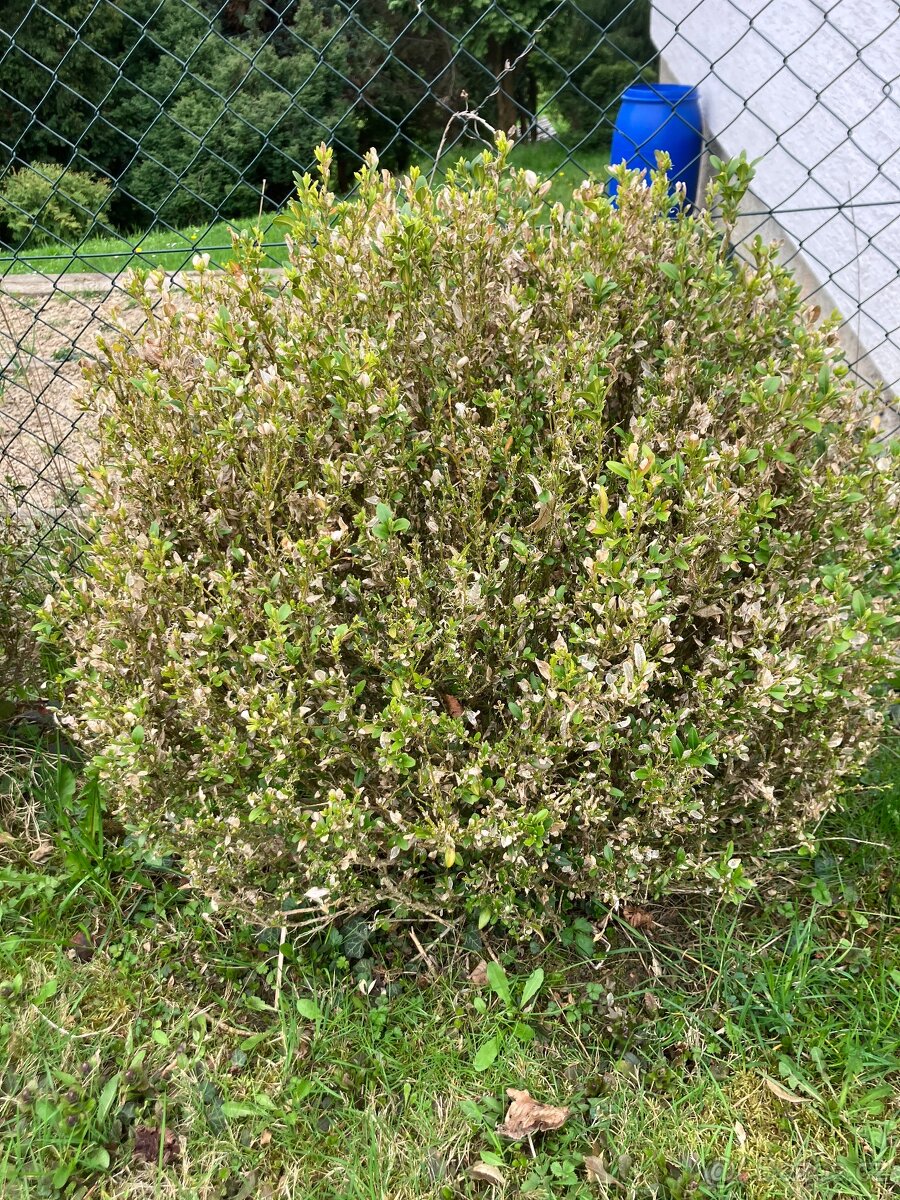 Buxus ZDARMA