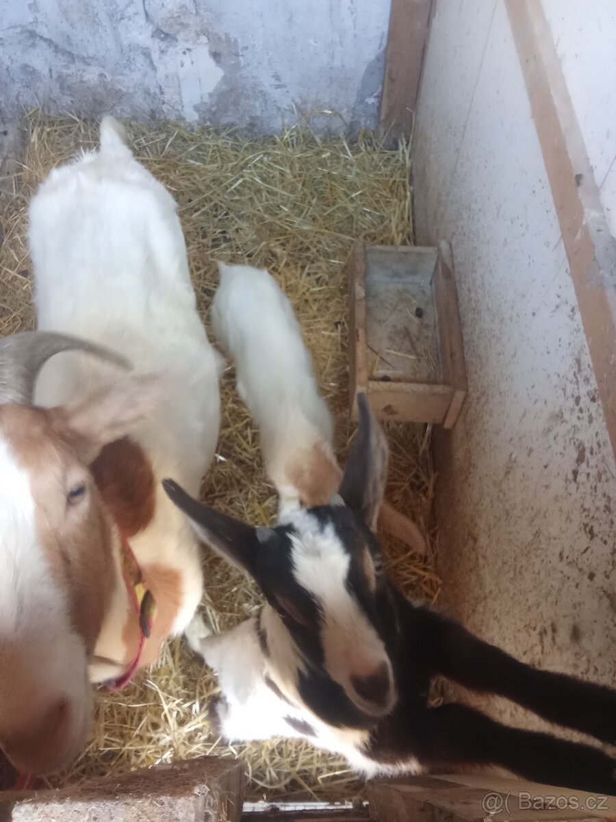 Koza s kůzlaty