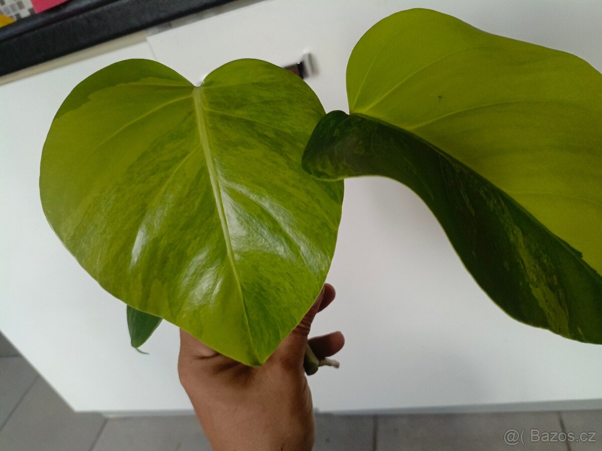 Monstera aurea