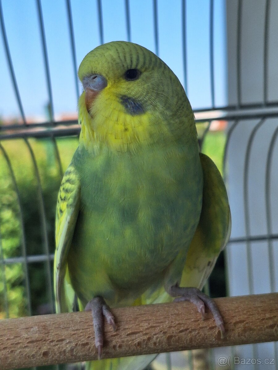 Mladá andulka