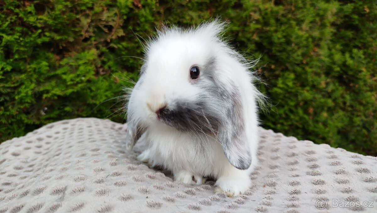 Zakrslý beránek, králíček, králík - MOLLY