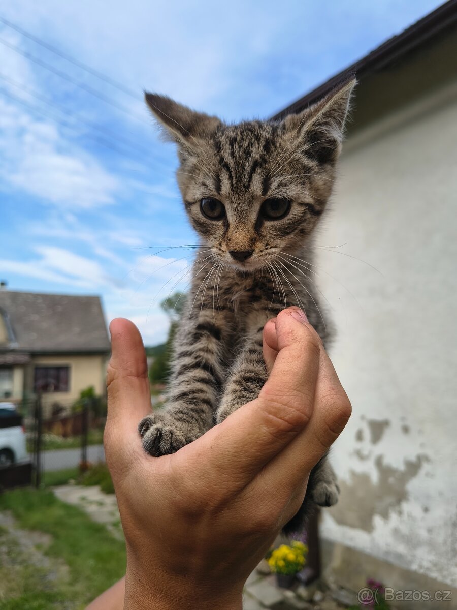 Daruji koťata