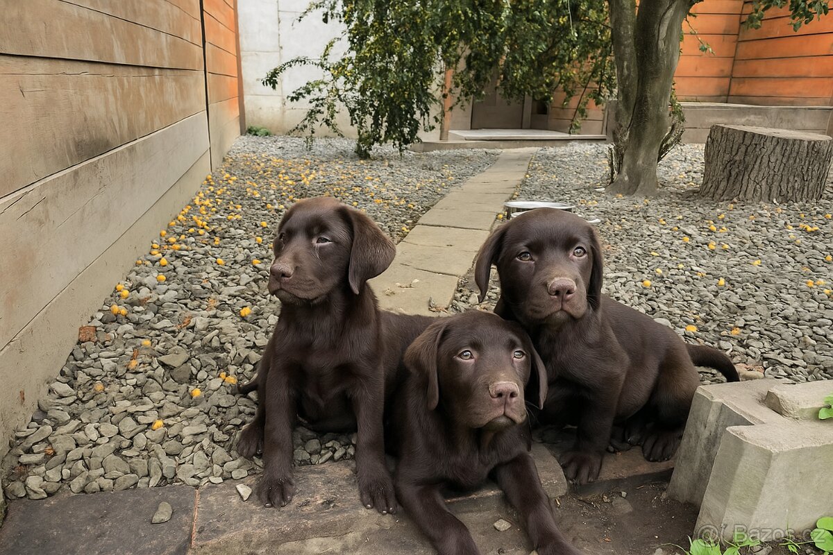 štěňata labrador a hnědá Fenka – připravena k odběru