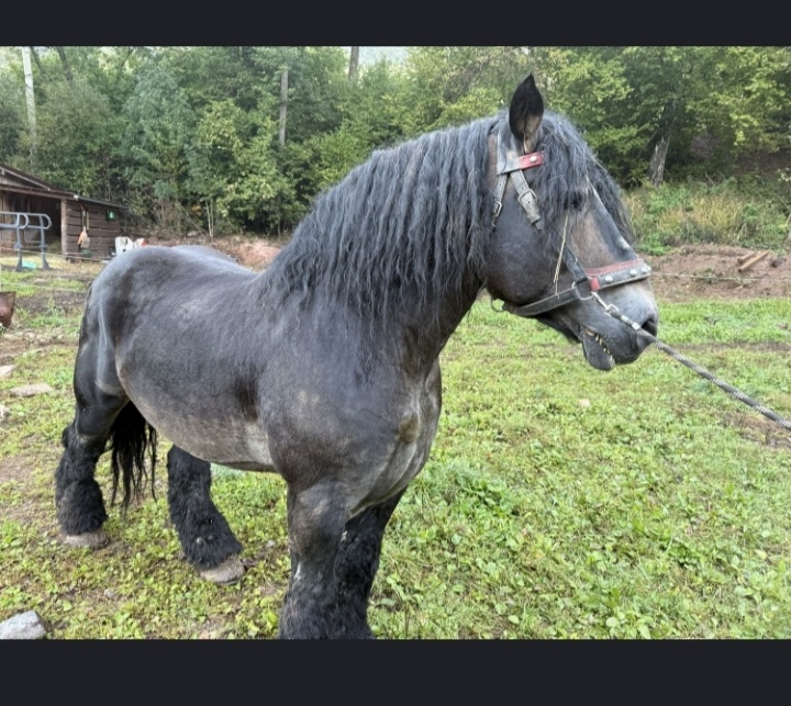 „Překrásný hřebec na práci v lese“