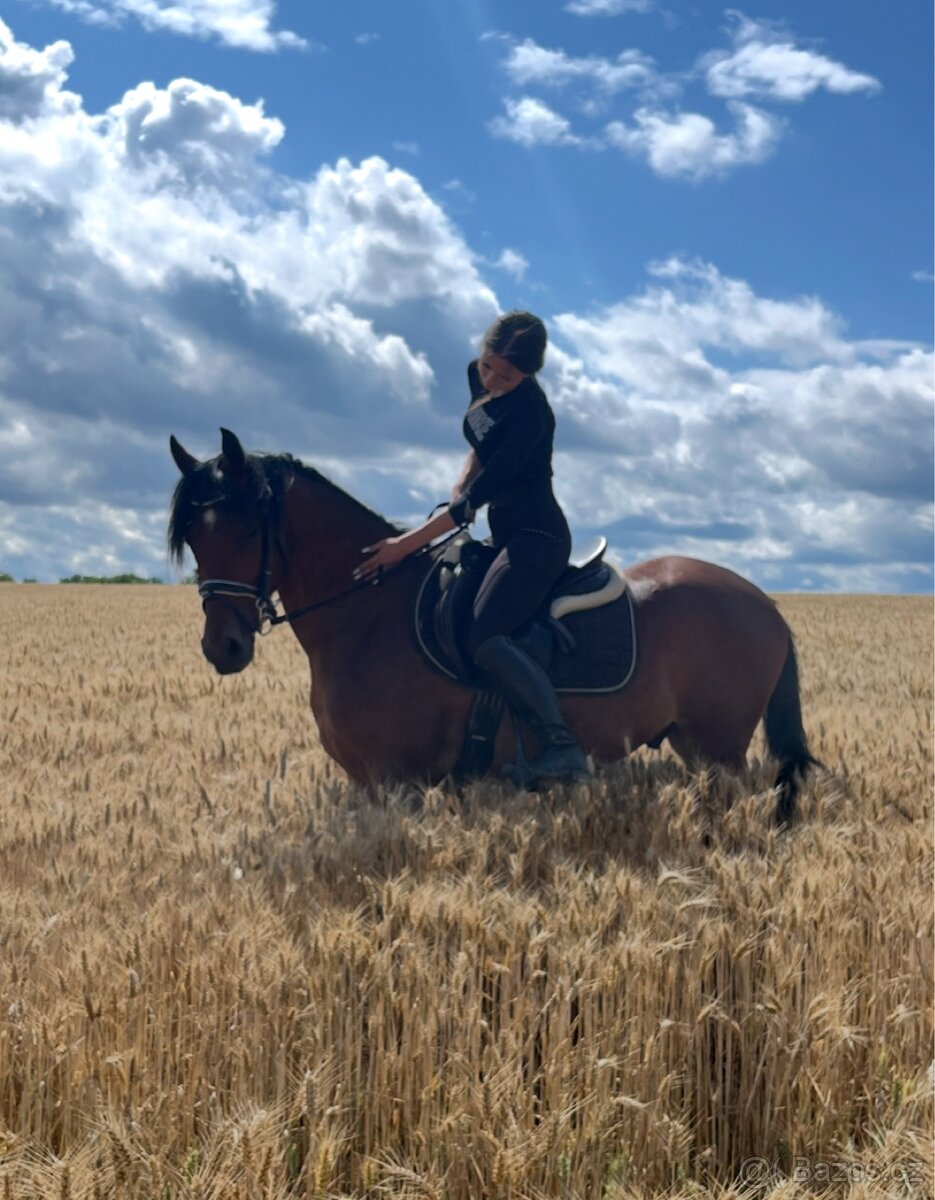 Český sportovní pony