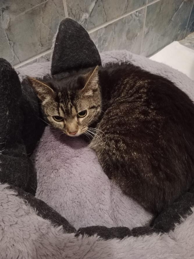 Kočička Andělka a její smutný příběh