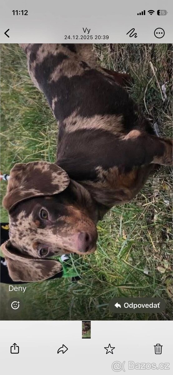 Strateny coko merle jazvečík