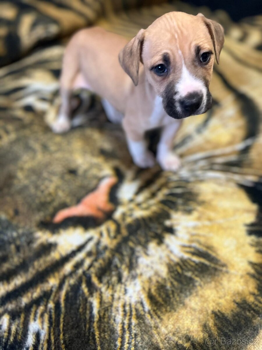 Americký Stafordšírský Teriér