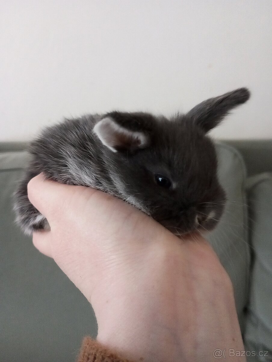 Zakrslý beránek králíček