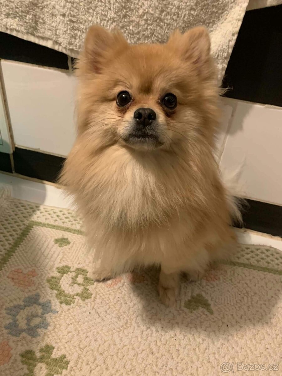 Pomerian