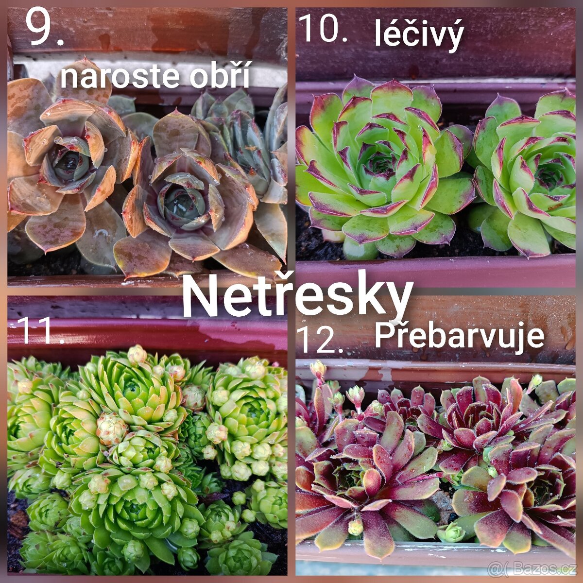 Skalničky - trvalky