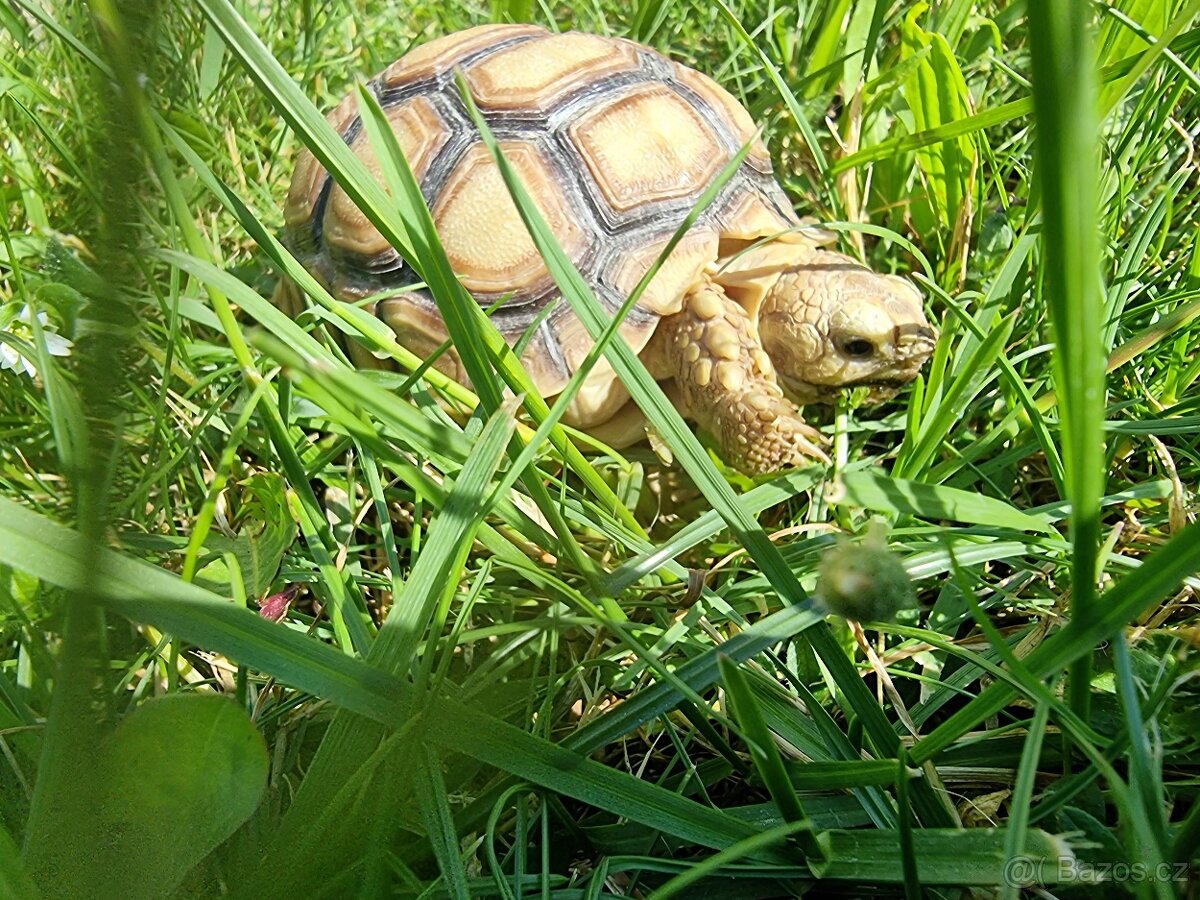 Želva ostruhata