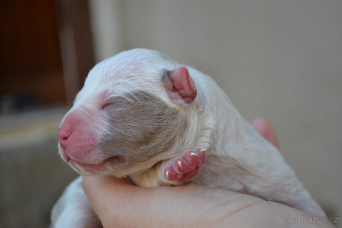 American bully