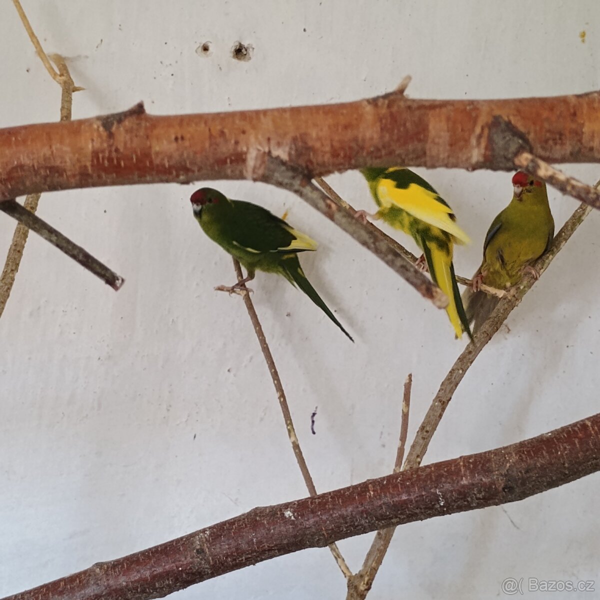 Kakarik